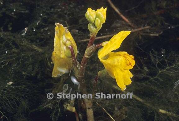 utricularia vulgaris 1 graphic